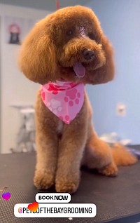 Pet grooming Downtown